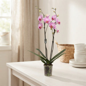 White Phalaenopsis Orchid – 2 Stem, 12cm Pot