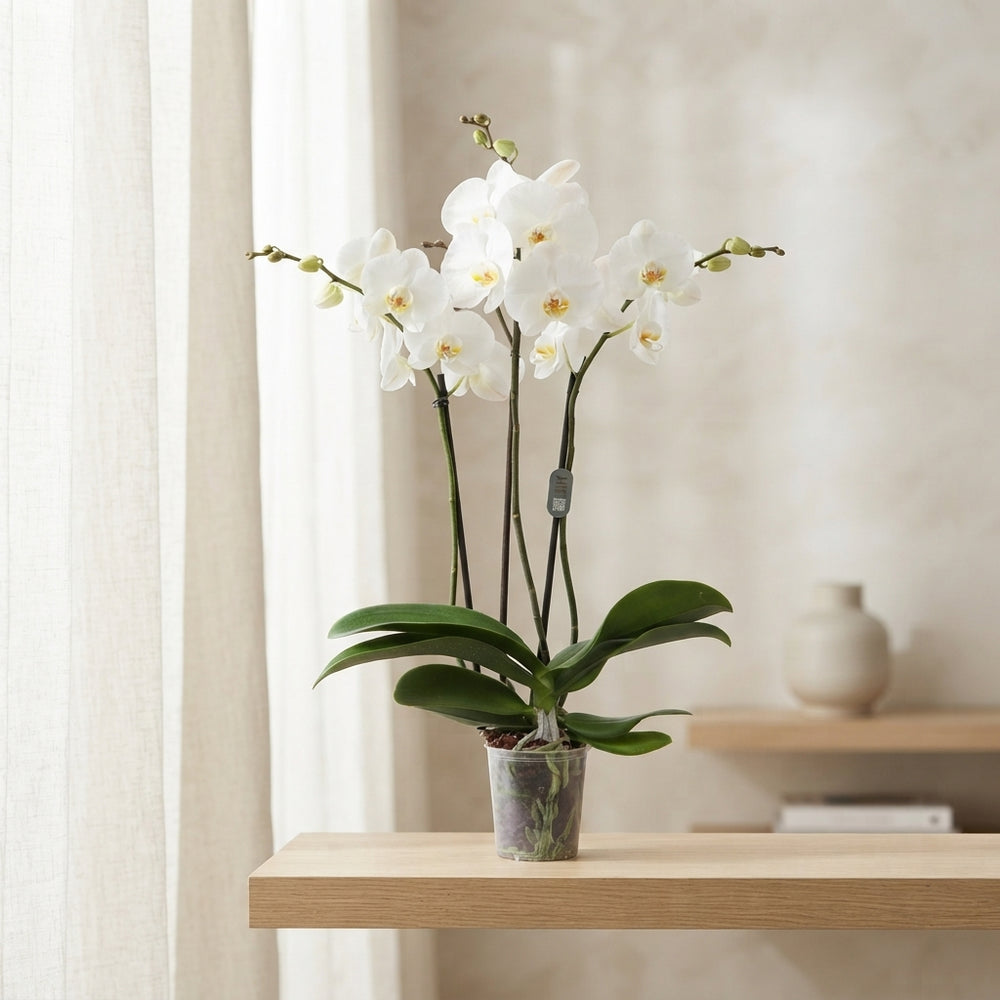 White Phalaenopsis Orchid – 3 Stem, 12cm Pot