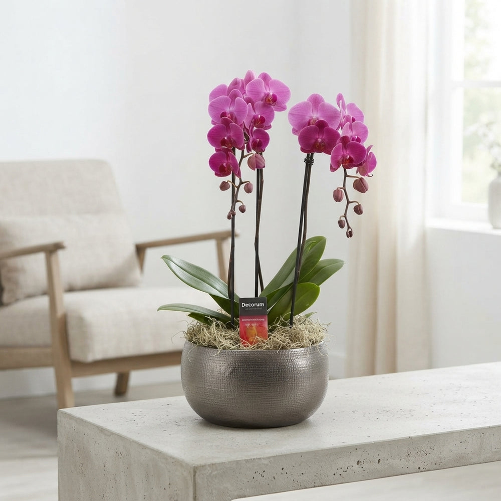 Mixed Phalaenopsis Orchid – 3 Stem, 27cm Ceramic Pot