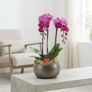 Mixed Phalaenopsis Orchid – 3 Stem, 27cm Ceramic Pot