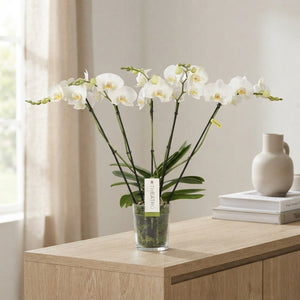 White Phalaenopsis Orchid – 12cm Pot, 60cm High