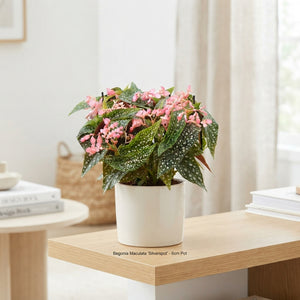 Begonia Maculata ‘Wings Silverspot’ – 6cm Pot