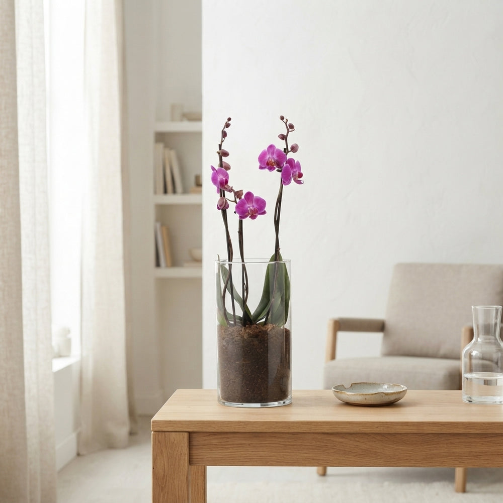 Mixed Phalaenopsis Orchid – 12cm Glass Vase