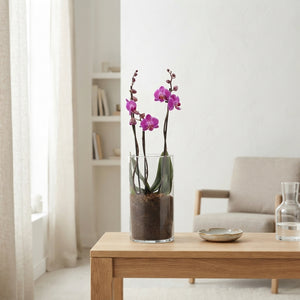Mixed Phalaenopsis Orchid – 12cm Glass Vase