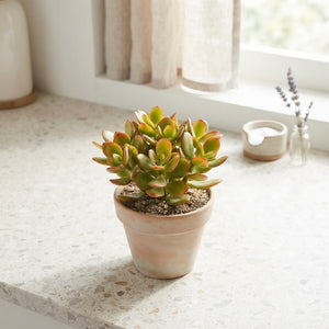 Crassula ovata 'Indian Summer' – 10.5cm Pot