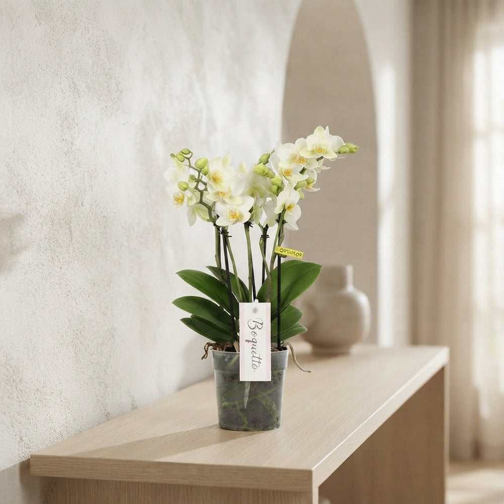 White Phalaenopsis Orchid (3 Stems) – 12cm Pot