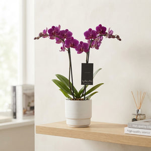 Mixed Phalaenopsis Orchid – 12cm Pot, 40cm High