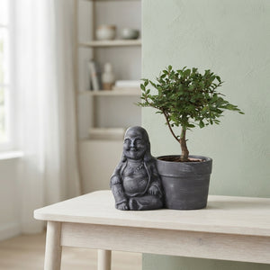 Indoor Bonsai in Ceramic Buddha Pot – 19cm