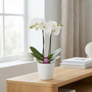 White Phalaenopsis Orchid – 12cm Pot, 50cm Tall