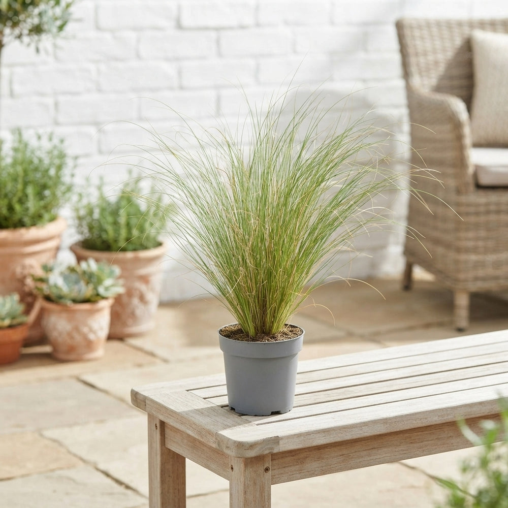 Stipa tenacissima – 10.5cm Pot, Approx. 30cm Tall