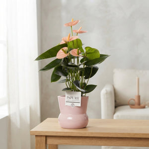 Mixed Anthurium Houseplant – 12cm Ceramic Pot
