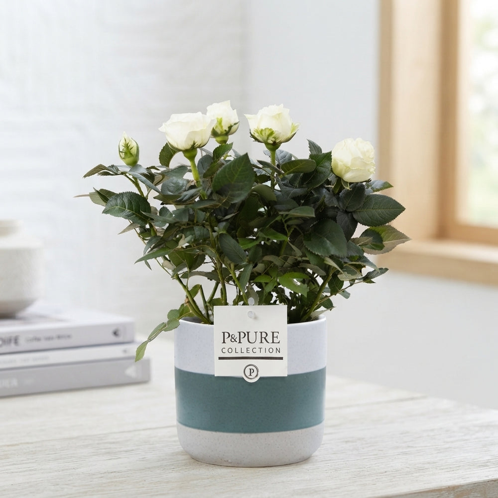 White Rose Houseplant in Ceramic Pot – 12cm
