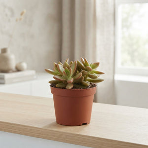 Mixed Cacti and Succulents – 12cm Pot