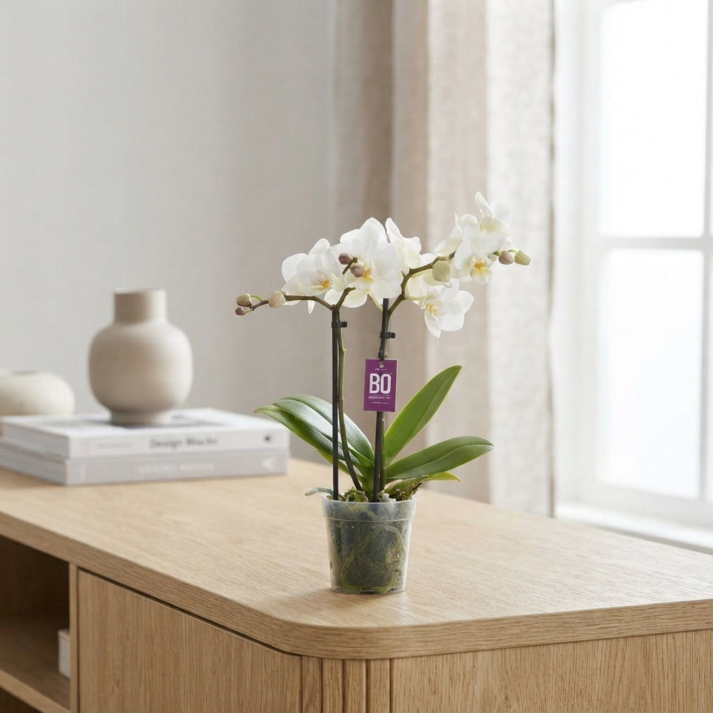 Mini Mixed Phalaenopsis Orchid – 7cm Pot