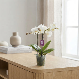 Mini Mixed Phalaenopsis Orchid – 7cm Pot