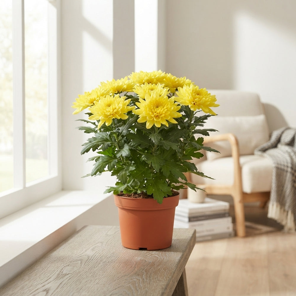 Mixed Chrysanthemum ‘Zembla’ – 15cm Pot