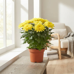 Mixed Chrysanthemum ‘Zembla’ – 15cm Pot