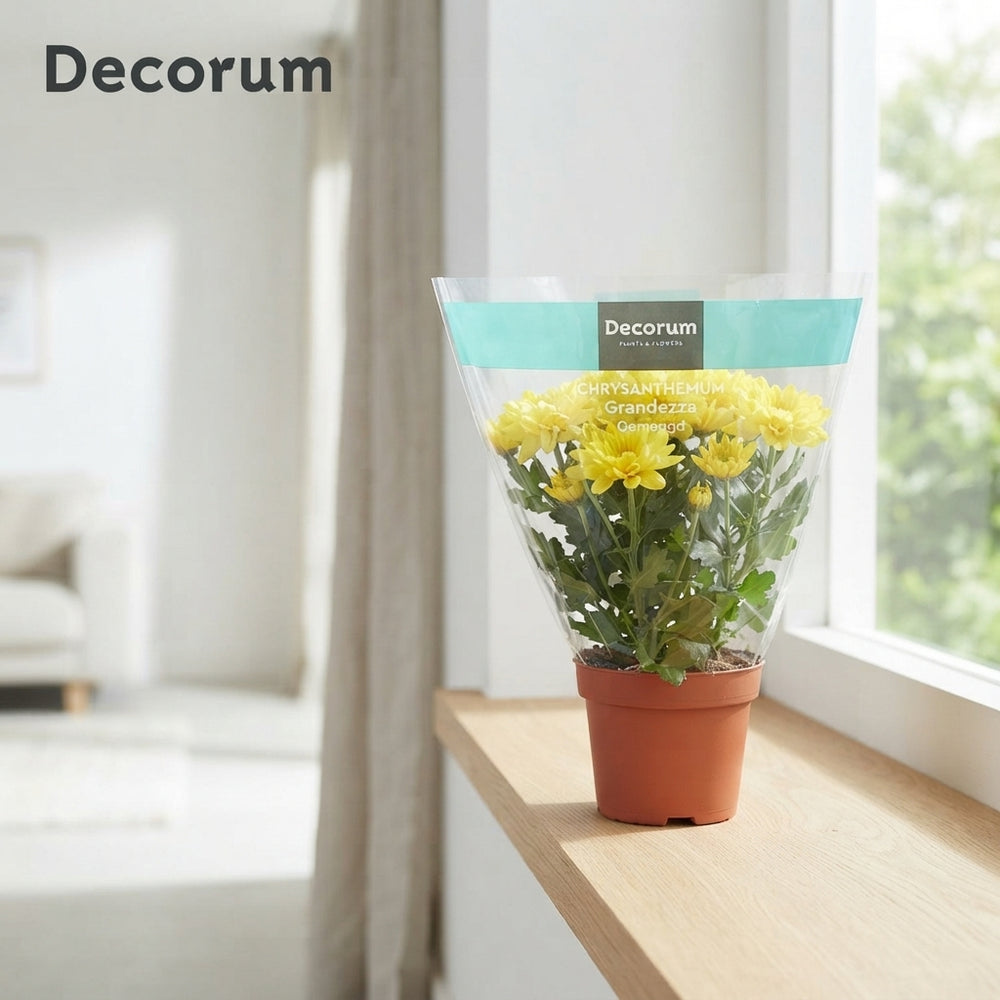Mixed Chrysanthemum Houseplant – 13cm Pot
