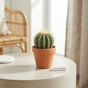 Mixed Cactus and Succulent Collection – 8.5cm Pot