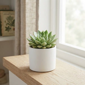Echeveria Miranda Succulent – 6cm Pot