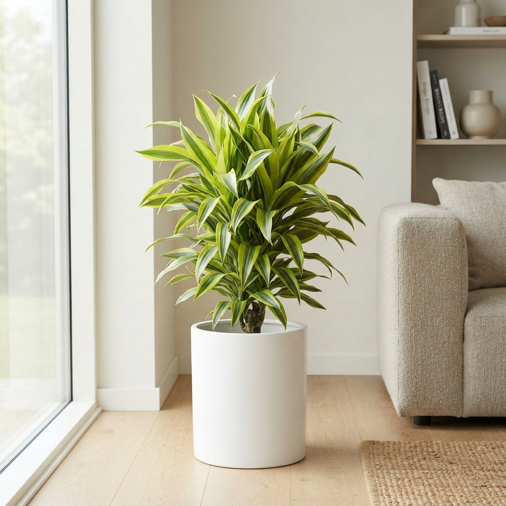 Lemon Lime Corn Plant (Dracaena fragrans) – 33cm Pot