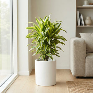 Lemon Lime Corn Plant (Dracaena fragrans) – 33cm Pot