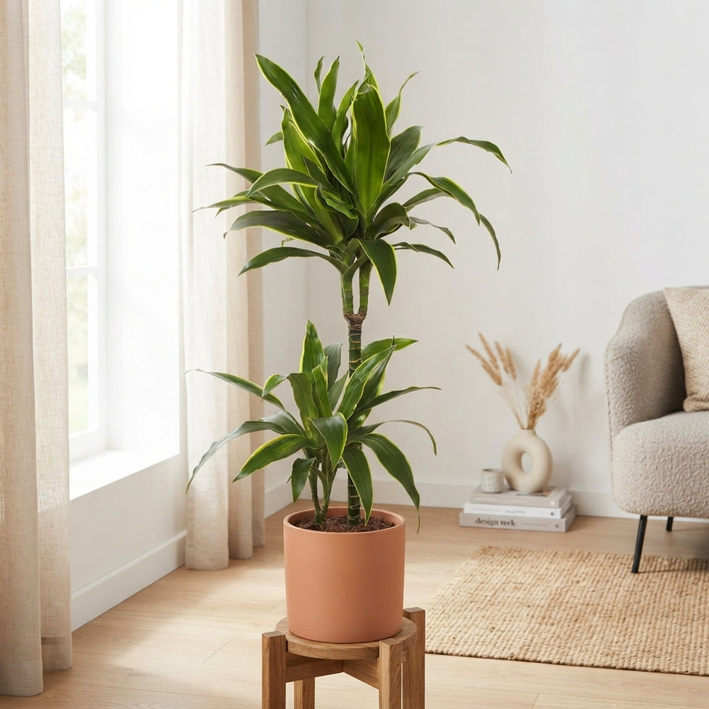 Dracaena fragrans 'Deremensis' – 19cm Pot, 110cm