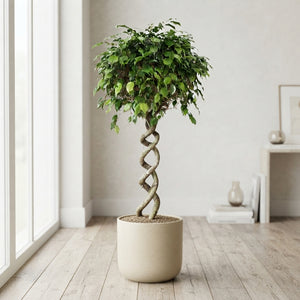Ficus Benjamina ‘Exotica’ Double Spiral – 30cm Pot
