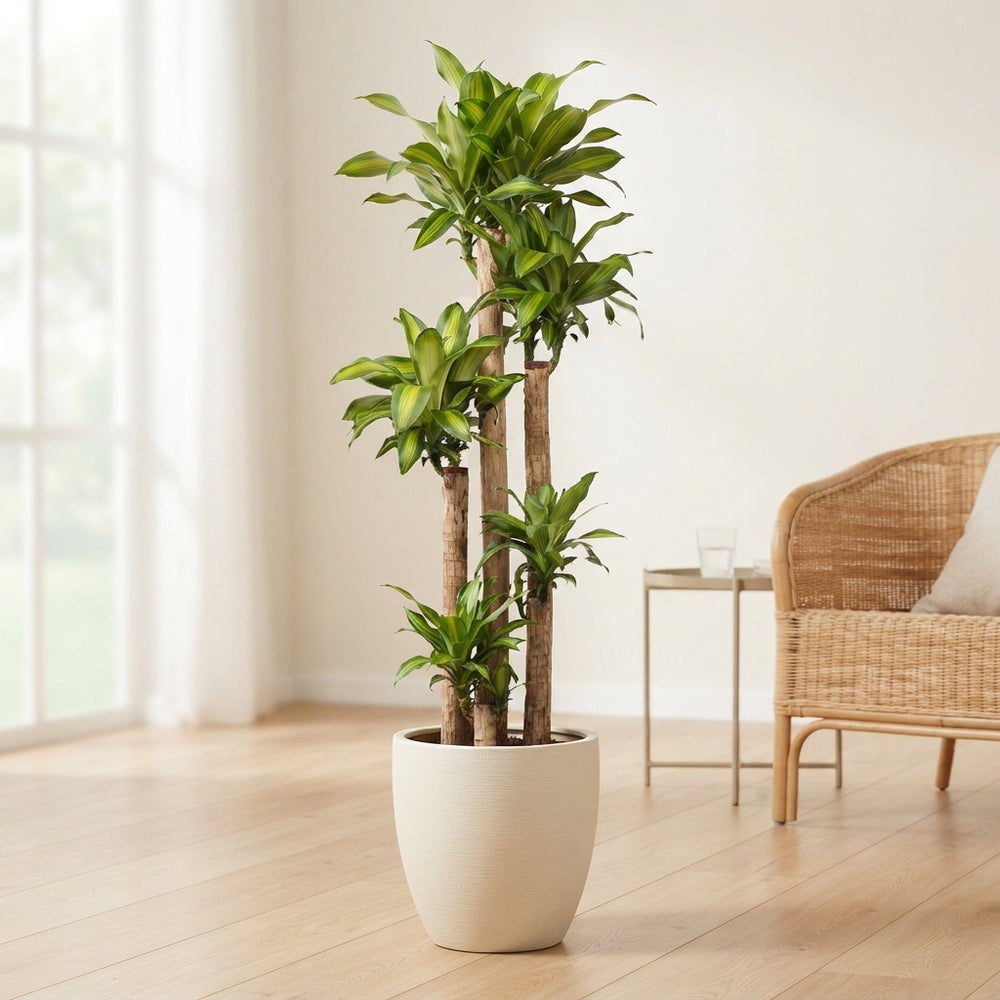 Dracaena Massangeana Dragon Tree – 37cm Pot, 210cm High