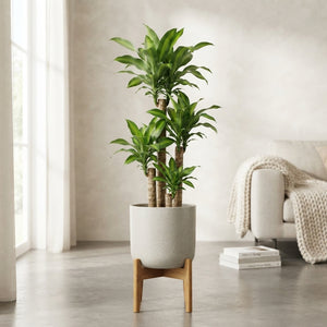 Dracaena Massangeana Dragon Tree – 34cm Pot, 190cm Tall
