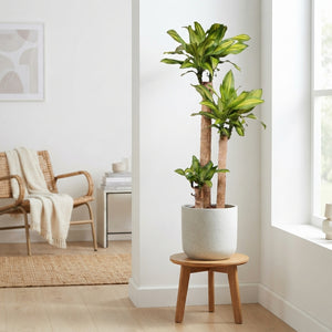 Dracaena Massangeana – 27cm Pot, 150cm Tall
