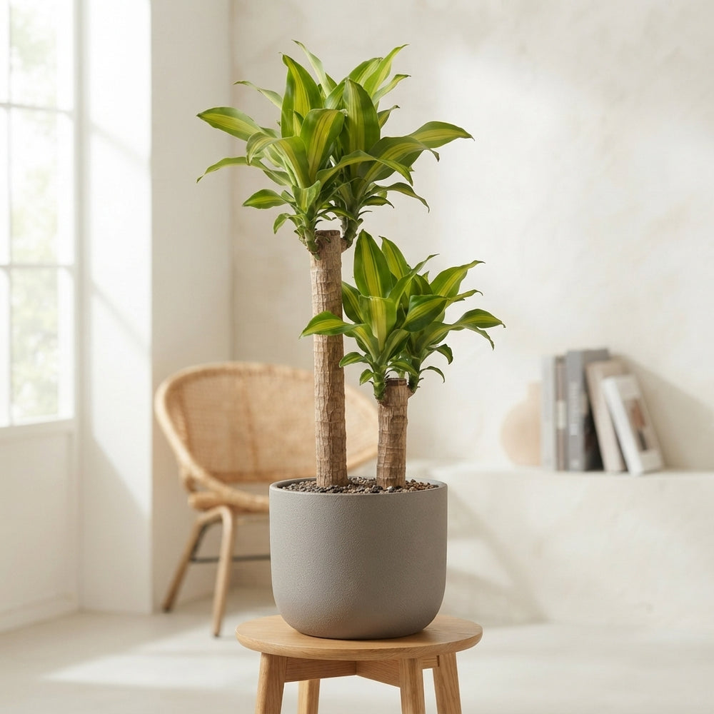 Dracaena Massangeana (Dracaena fragrans) – 24cm Pot