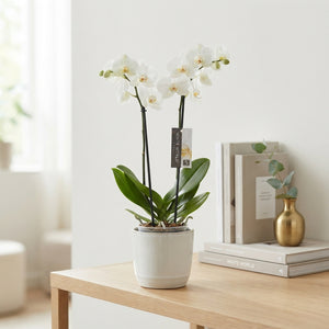White Phalaenopsis Orchid – 12cm Pot, 70cm Tall