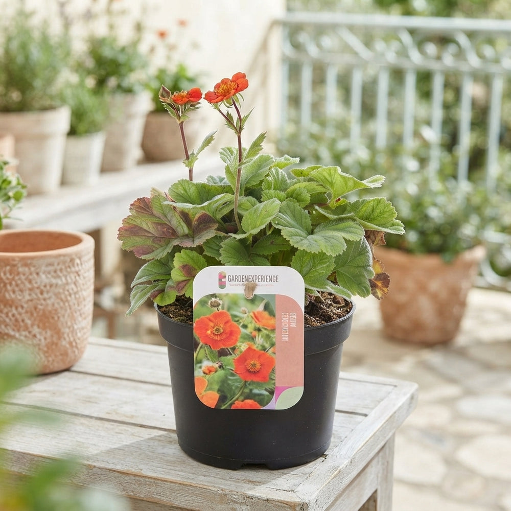Orange Geum ‘Coccineum Tosai’ – 13cm Pot