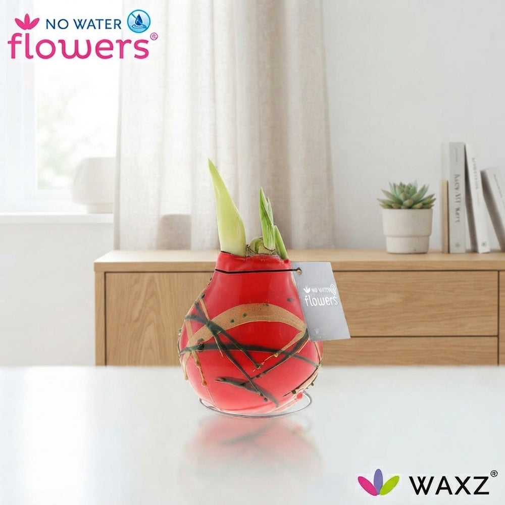 Waxed Hippeastrum ‘Art Munch’ Bulb – Tricolour