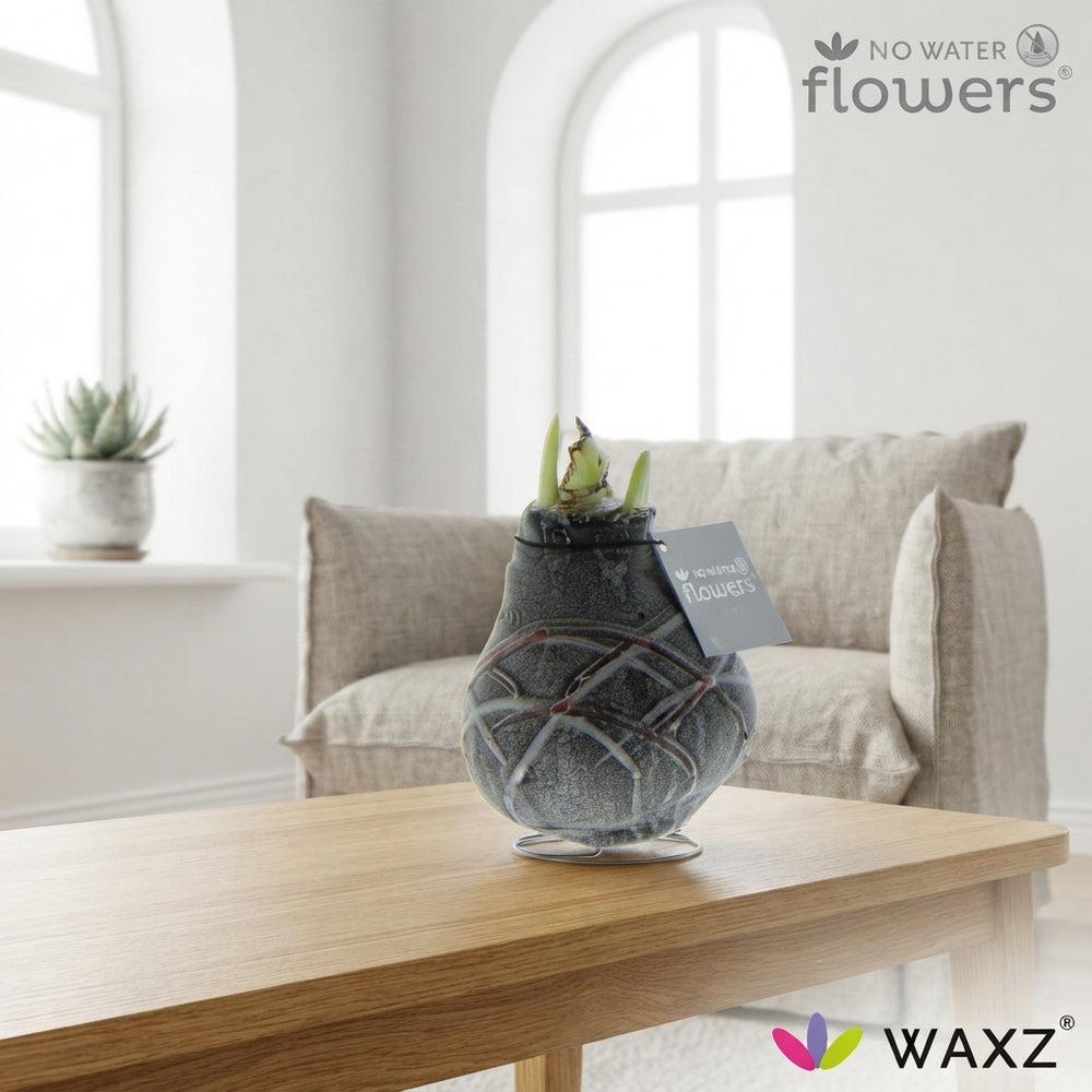 Van Gogh Waxed Amaryllis (Hippeastrum) – Tricolour