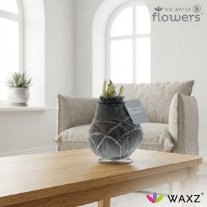 Van Gogh Waxed Amaryllis (Hippeastrum) – Tricolour