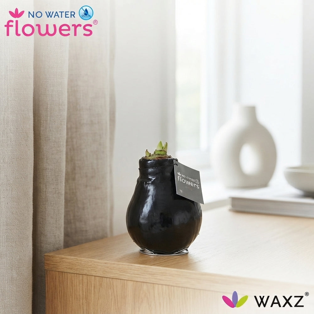 Black Waxed Hippeastrum Bulb – 2 Flower Stems