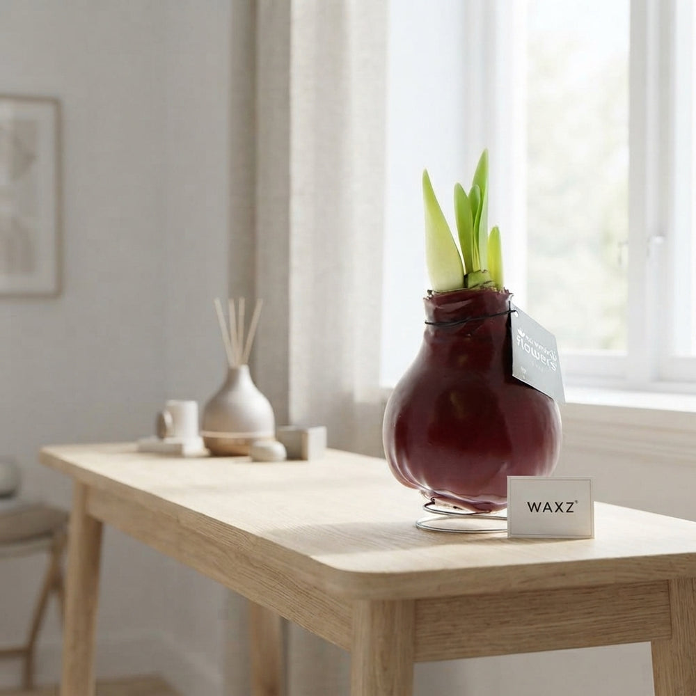 Mixed Waxed Amaryllis (Hippeastrum) – 2 Stems