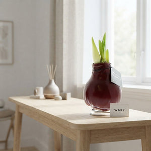 Mixed Waxed Amaryllis (Hippeastrum) – 2 Stems