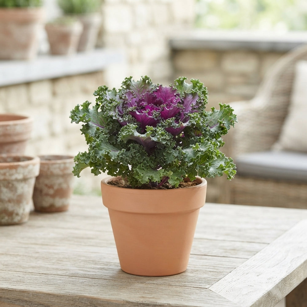 Curly Red Ornamental Brassica – 10.5cm Pot