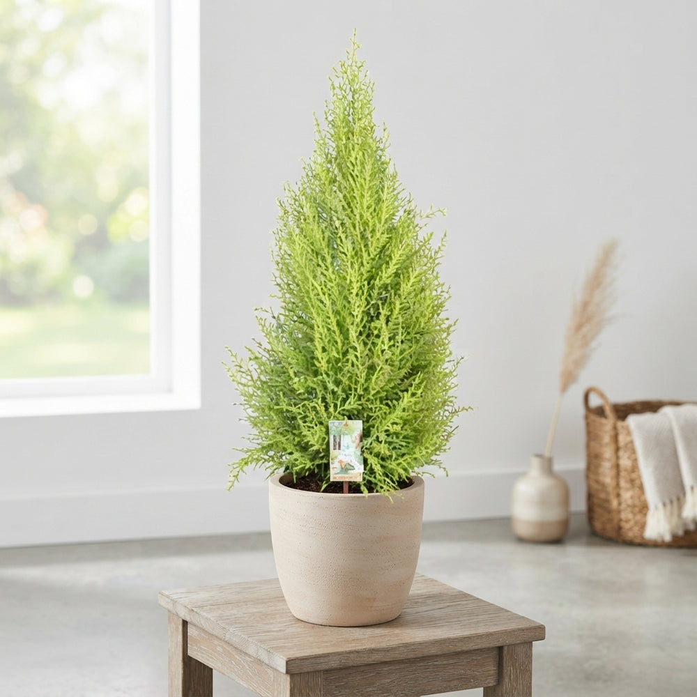 Goldcrest Monterey Cypress (Cupressus macrocarpa) – 21cm Pot