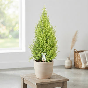 Goldcrest Monterey Cypress (Cupressus macrocarpa) – 21cm Pot