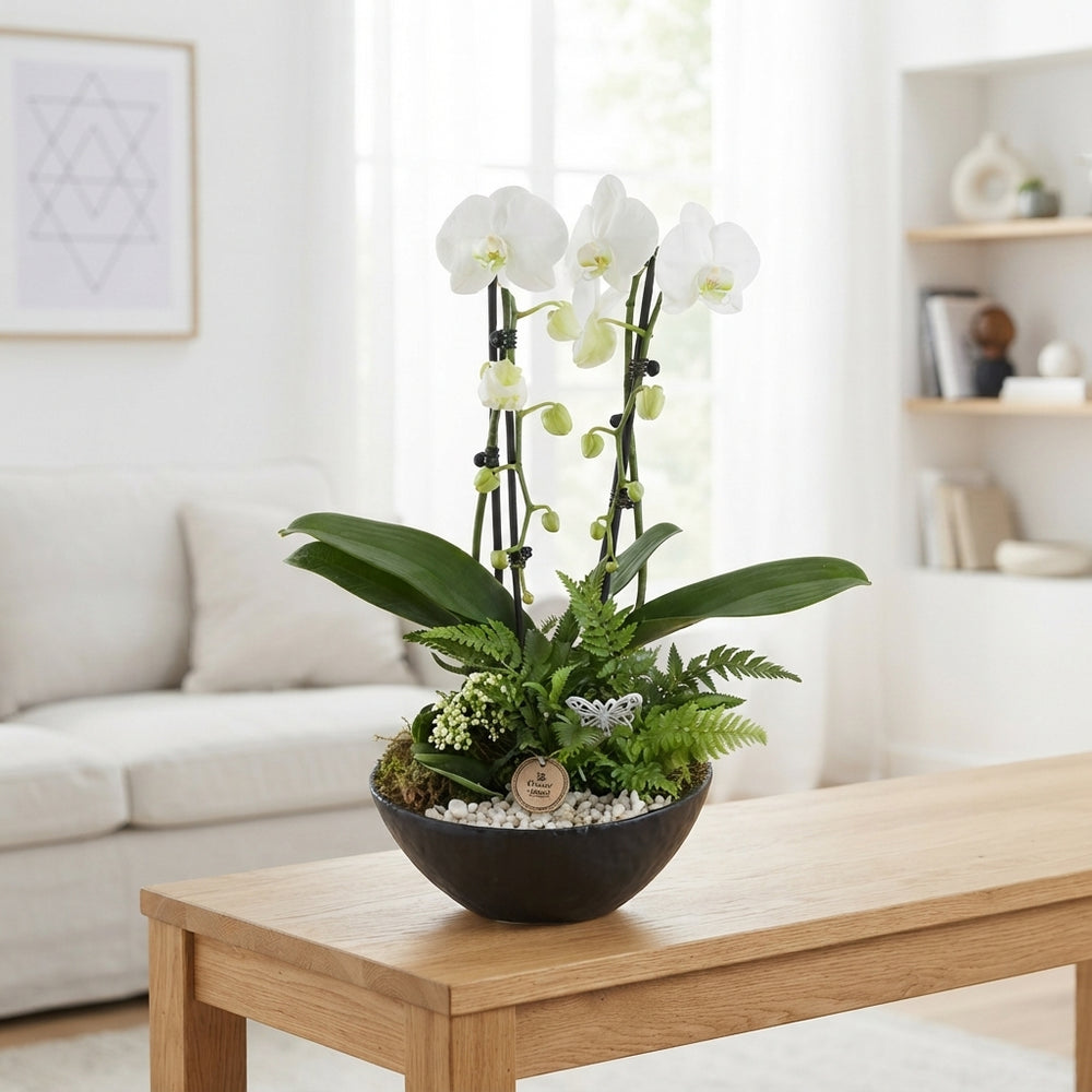 White Phalaenopsis Orchid Arrangement – 55cm Pot