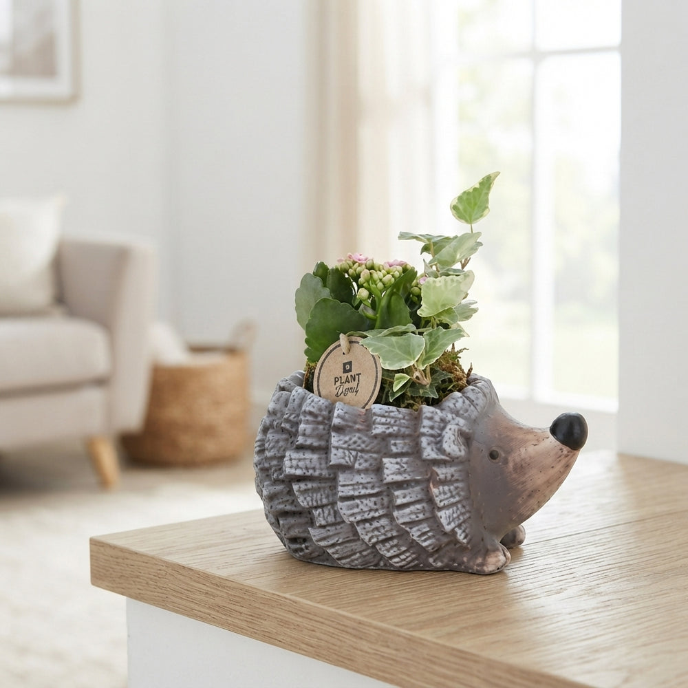 Indoor Ceramic Plant Arrangement – 20cm Pot
