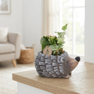 Indoor Ceramic Plant Arrangement – 20cm Pot