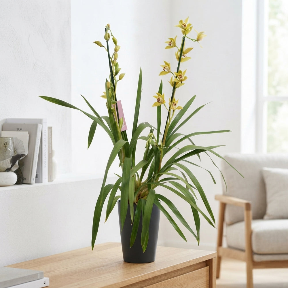 Mixed Cymbidium Orchid – 14cm Pot, 85cm Tall