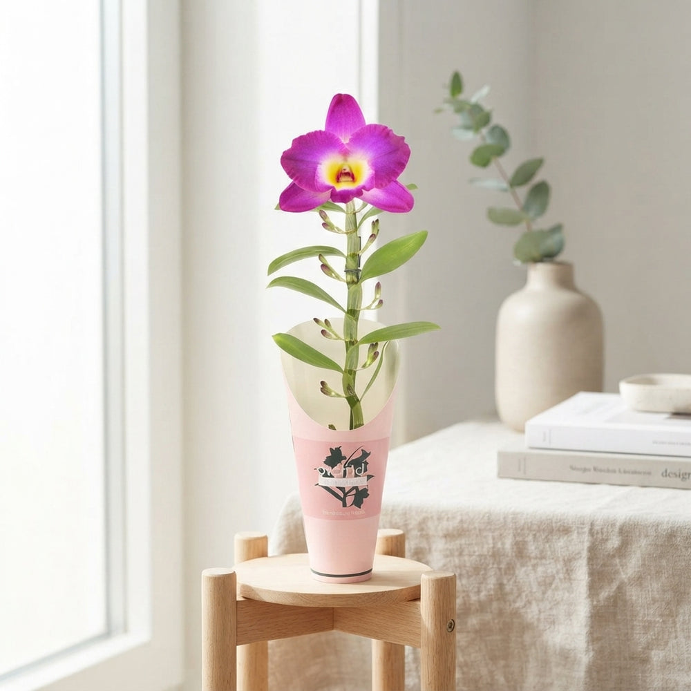 Mixed Dendrobium Nobile Orchid – 12cm Pot