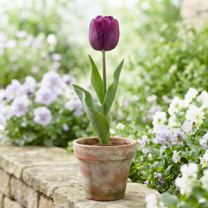 Tulipa ‘Purple Heart’ Tulip Bulbs – 12/+ Bulb Size