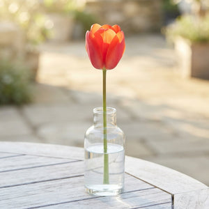 Mixed Single Late Tulip Bulbs – 12cm+